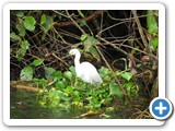 Snowy Egret